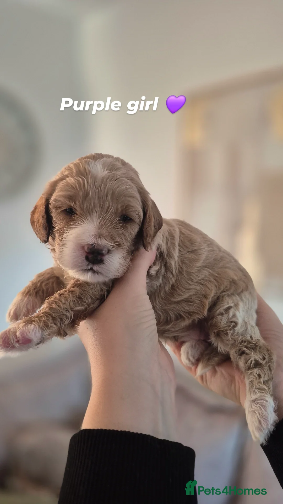 Cockapoo dogs F1B red and apricot cockapoo puppies  - Advert 1