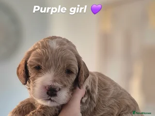 Cockapoo dogs F1B red and apricot cockapoo puppies - Advert 1