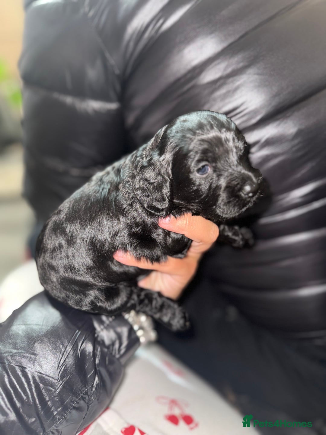 Cockapoo dogs for sale: Beautiful cockerpoo pups  - Advert 2
