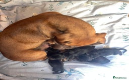 Miniature Dachshund dogs for sale: Miniature dachshund puppies  - Image 34