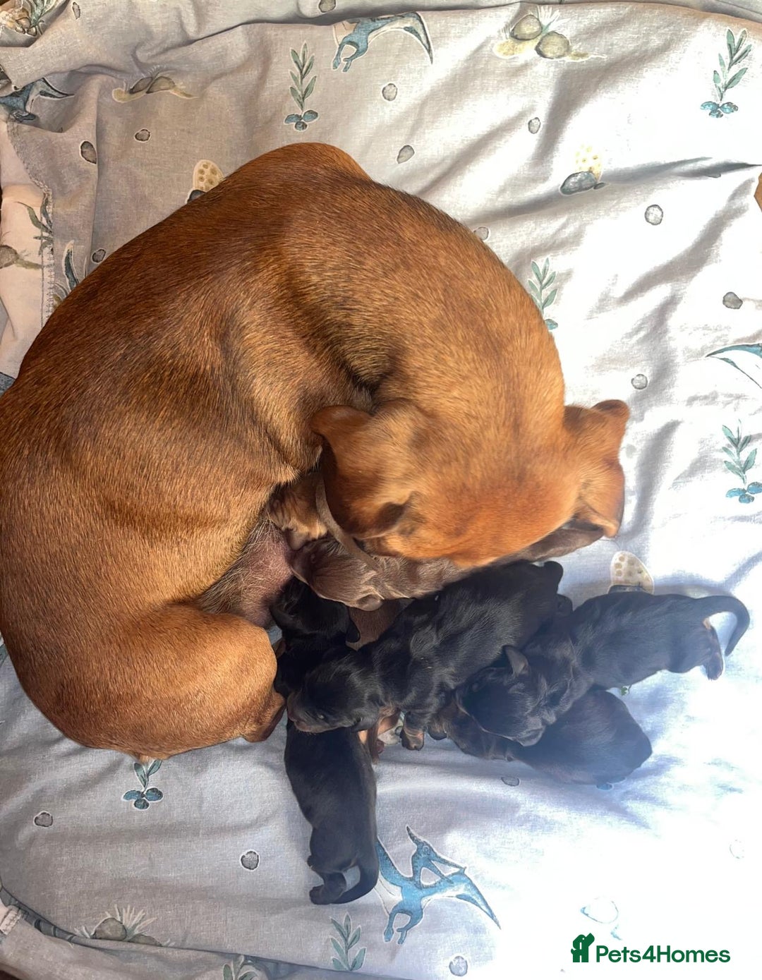 Miniature Dachshund dogs for sale: Miniature dachshund puppies  - Image 34