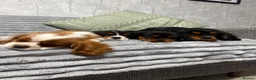 Cavalier King Charles Spaniel dogs for sale: KC Registered Health Tested CKCS Puppies - Advert 18