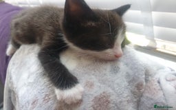 Domestic Shorthair cats for sale: Beautiful Domestic Short-haired kittens - Image 11
