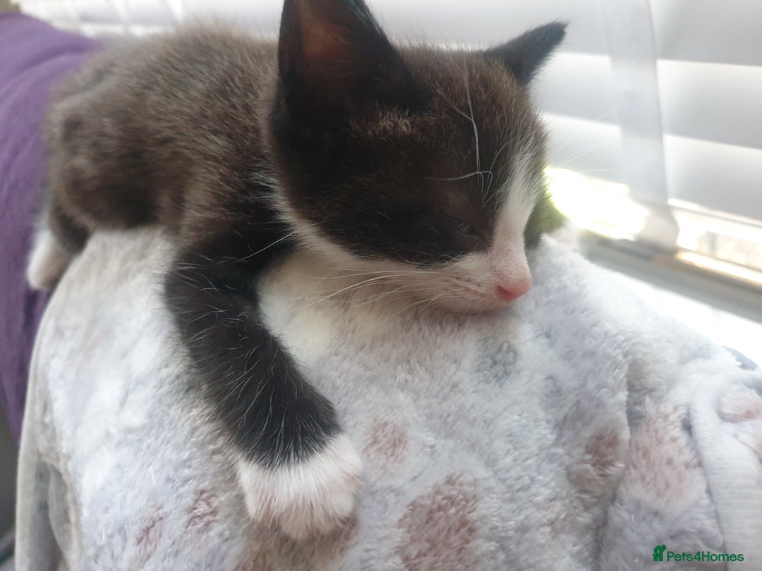 Domestic Shorthair cats for sale: Beautiful Domestic Short-haired kittens - Image 11