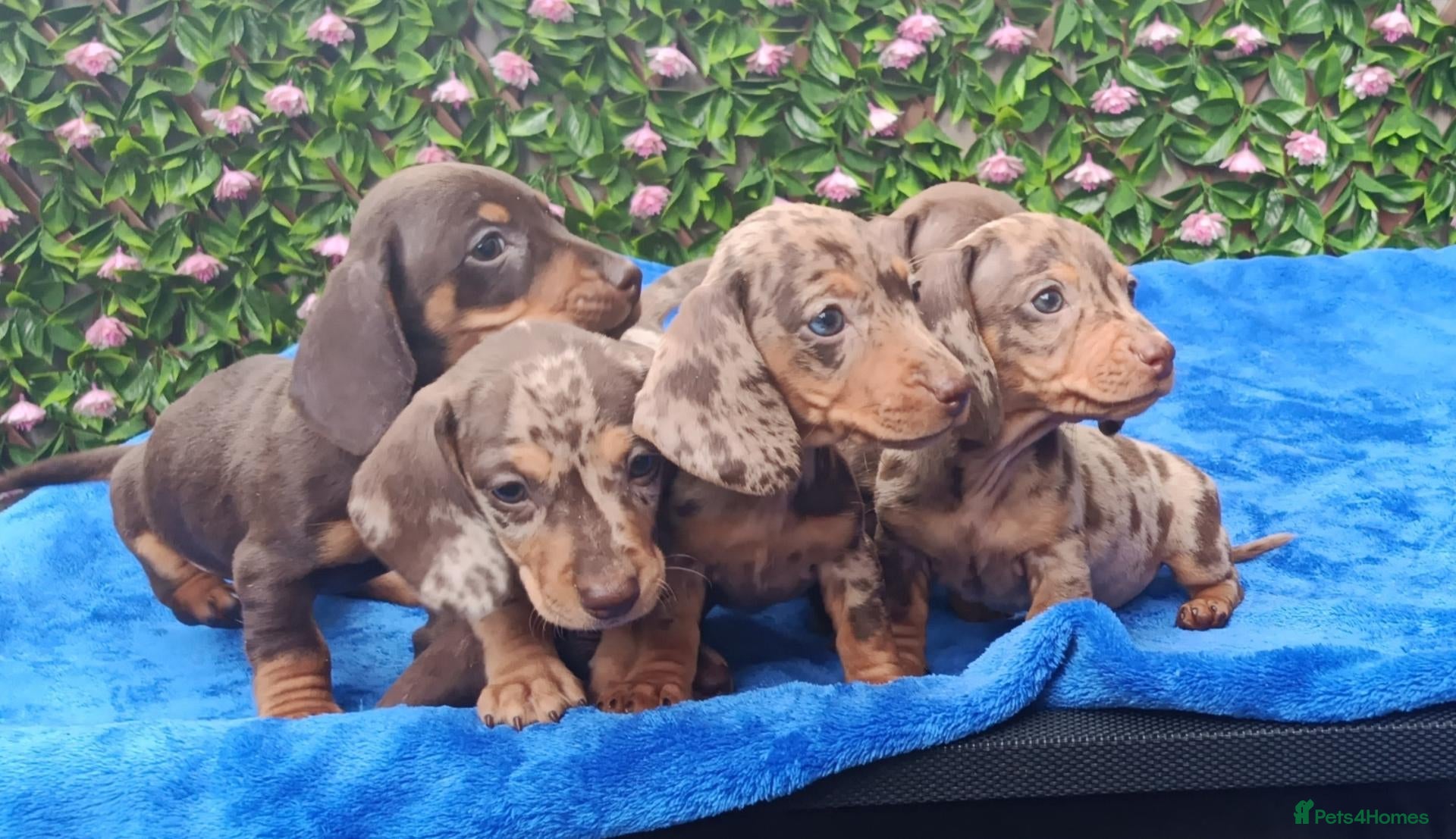 Miniature Dachshund dogs MINI DAXI KC REG PRA CLEAR - Advert 1