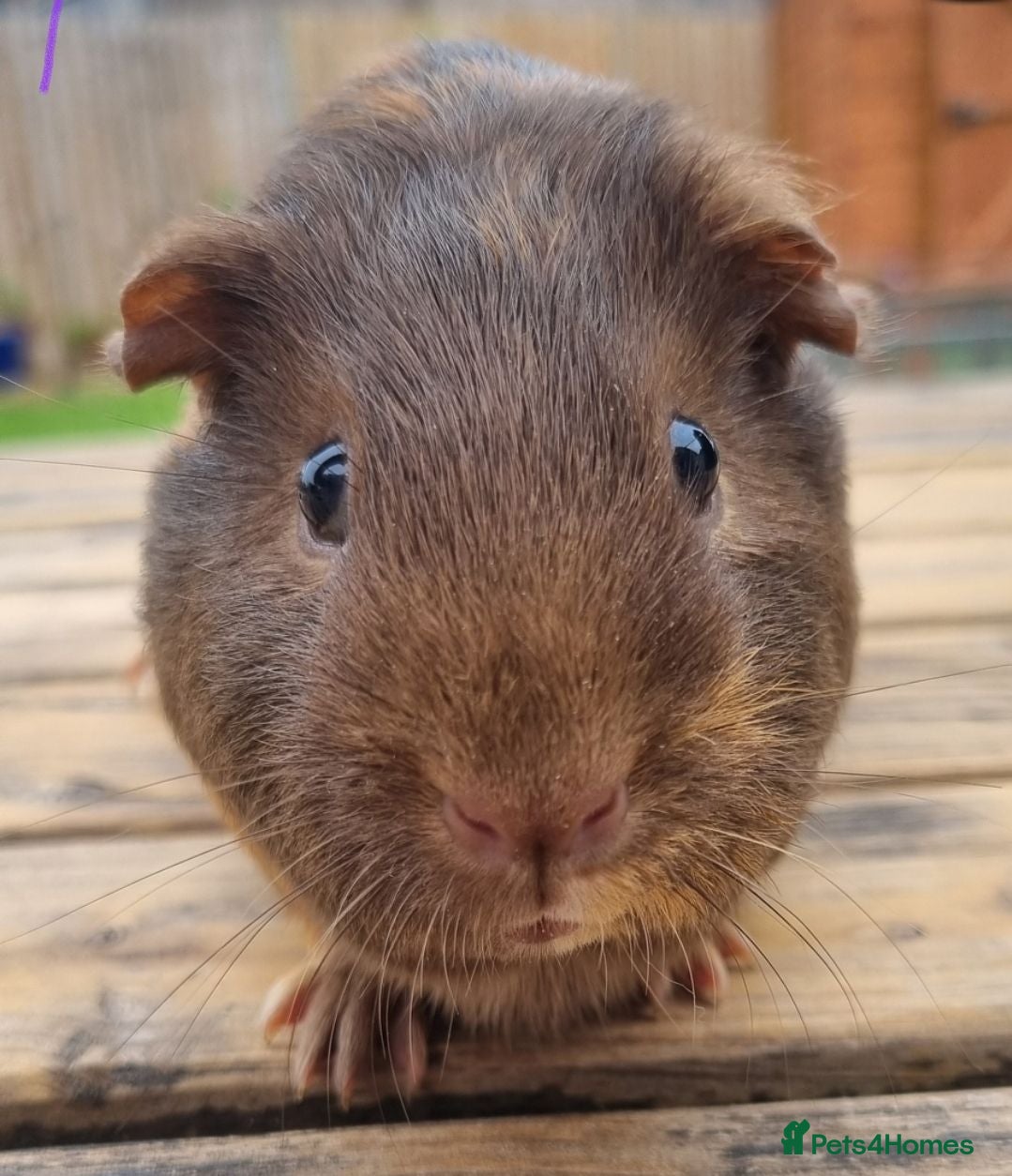 Guinea Pig rodents Beautiful Baby guinea pigs for sale  - Advert 2