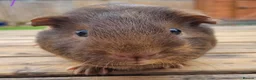 Guinea Pig rodents for sale: Beautiful Baby guinea pigs for sale  - Advert 2