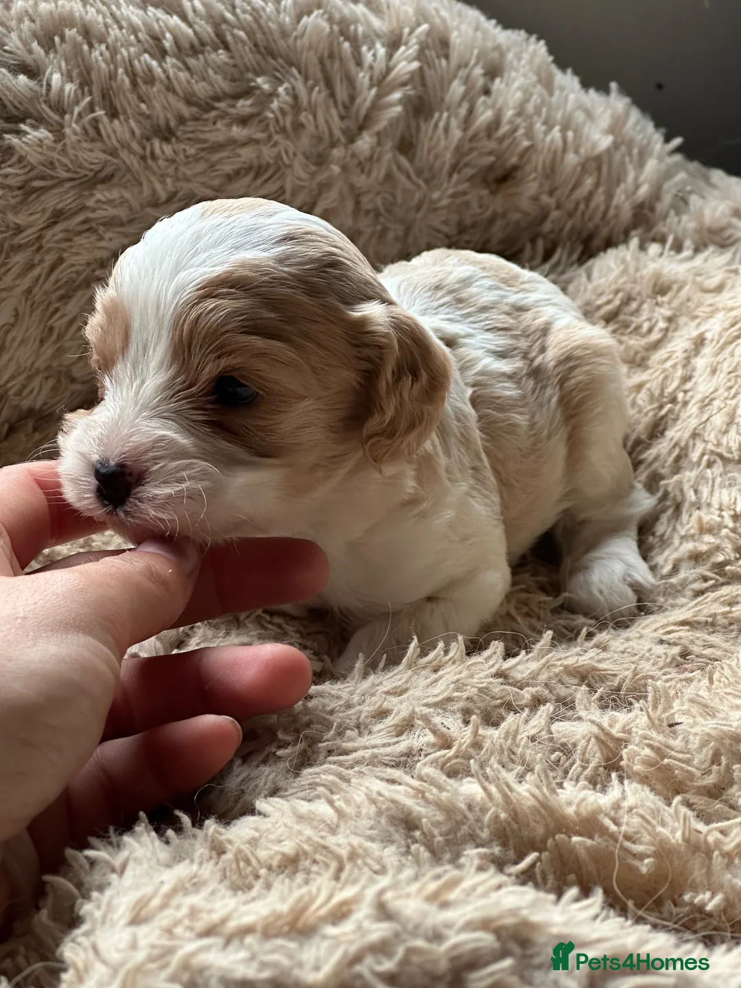 Cavapoo dogs for sale: Beautiful cavapoo puppy puppies apricot red F1 - Advert 6