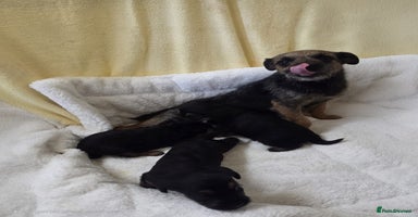 Mixed Breed dogs - Advert 7