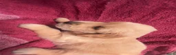 Golden Retriever dogs for sale: Lovley golden retriever puppy’s  - Advert 7