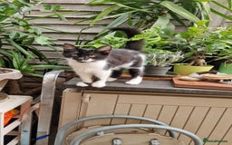 Mixed Breed cats for sale: 2 Beautiful female Kittens for sale. - Image 3