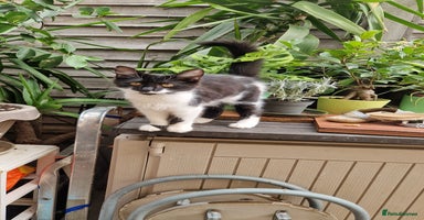 Mixed Breed cats - Advert 4