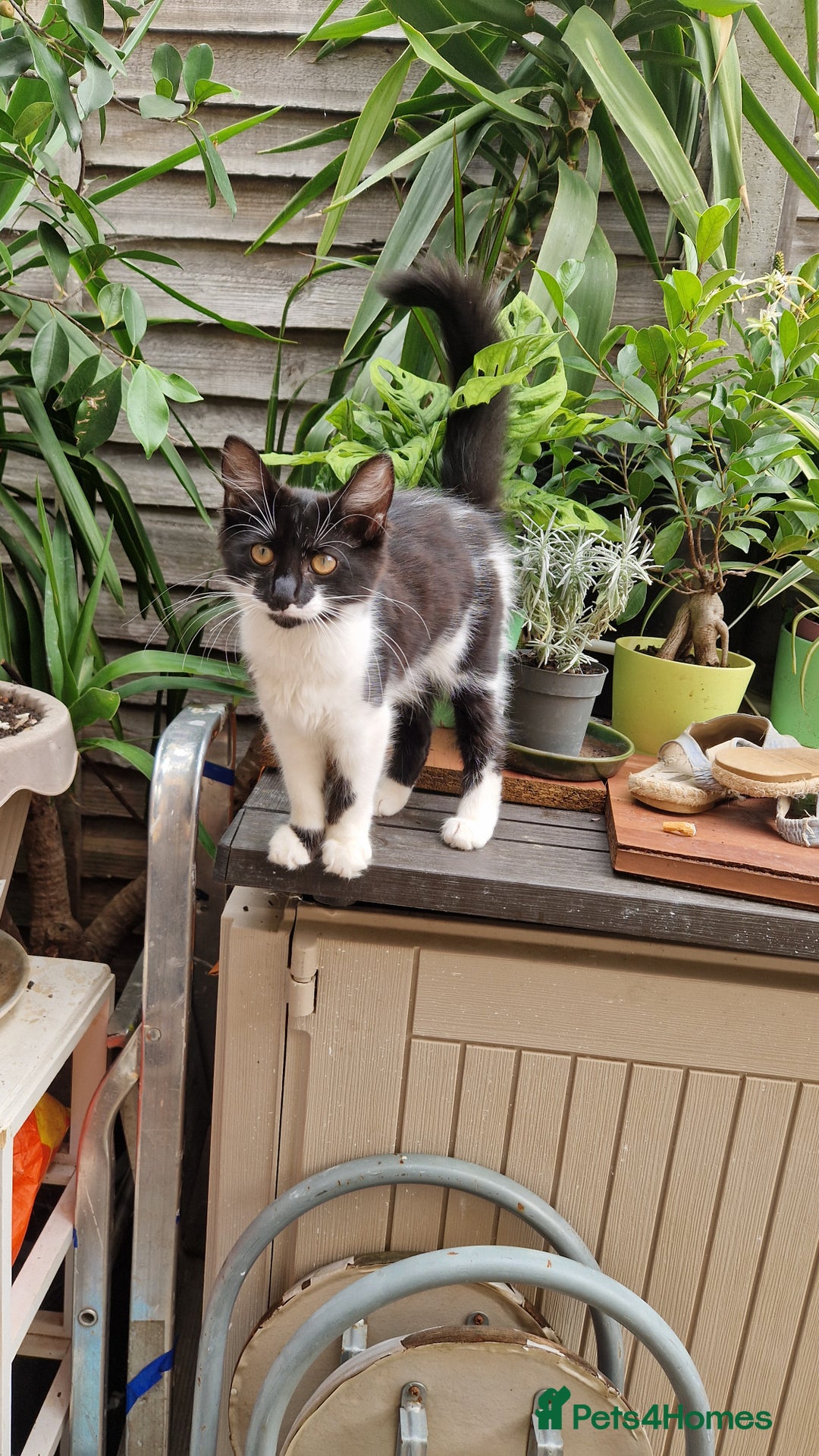 Mixed Breed cats for sale: 2 Beautiful female Kittens for sale. - Image 3