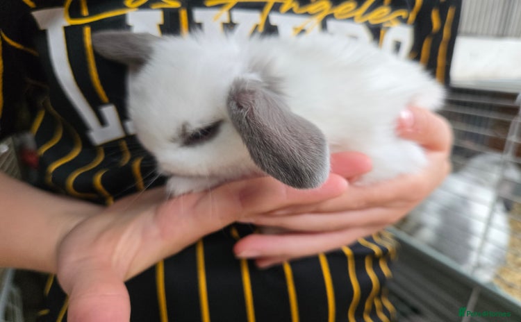Mini Lop rabbits - Advert 4