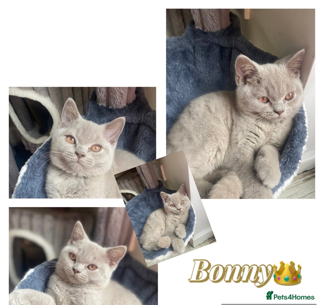 British Shorthair cats for sale: 🐾 TOP QUALLITY LILAC BSH reg GCCF purebred 🐾 - Image 29