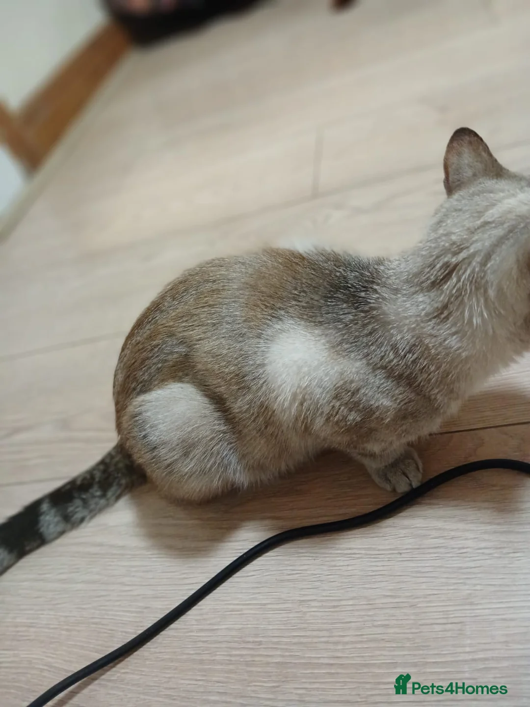 British Shorthair cats for sale: Stunning BSH - Advert 15