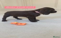 Sprocker dogs for sale: Last 2 girls available chocolate Sprockers - Image 31