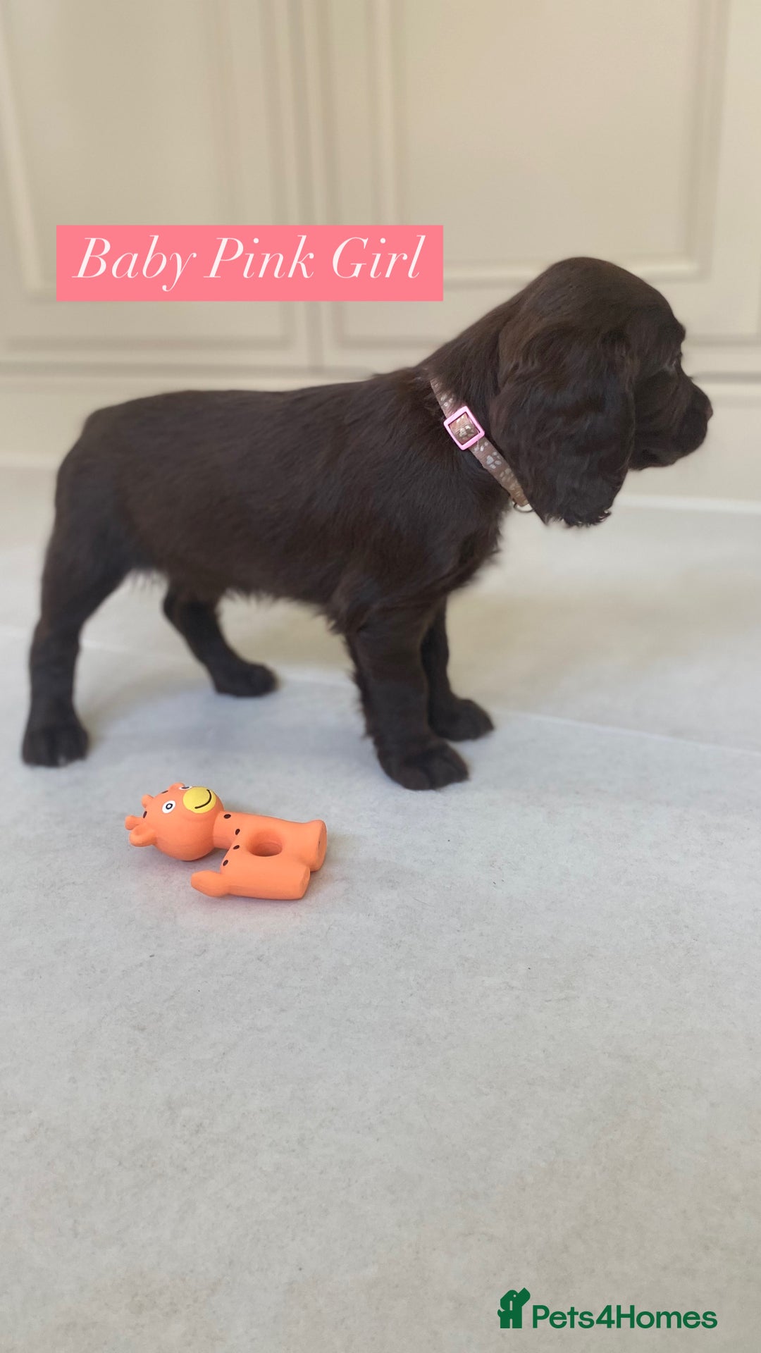Sprocker dogs for sale: Last 2 girls available chocolate Sprockers - Image 31