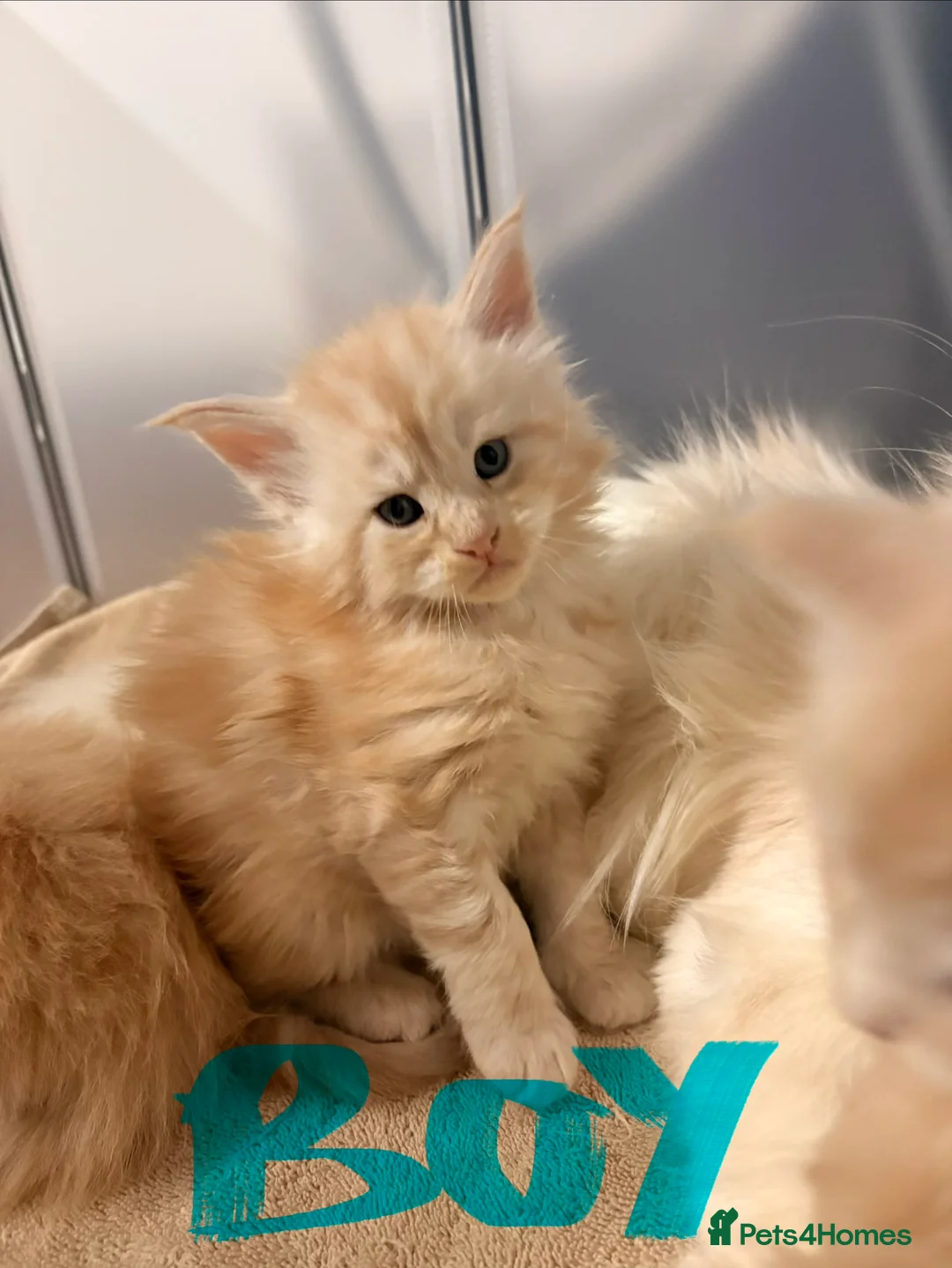 Maine Coon cats for sale: Amazing light babies great pedigree - Advert 8