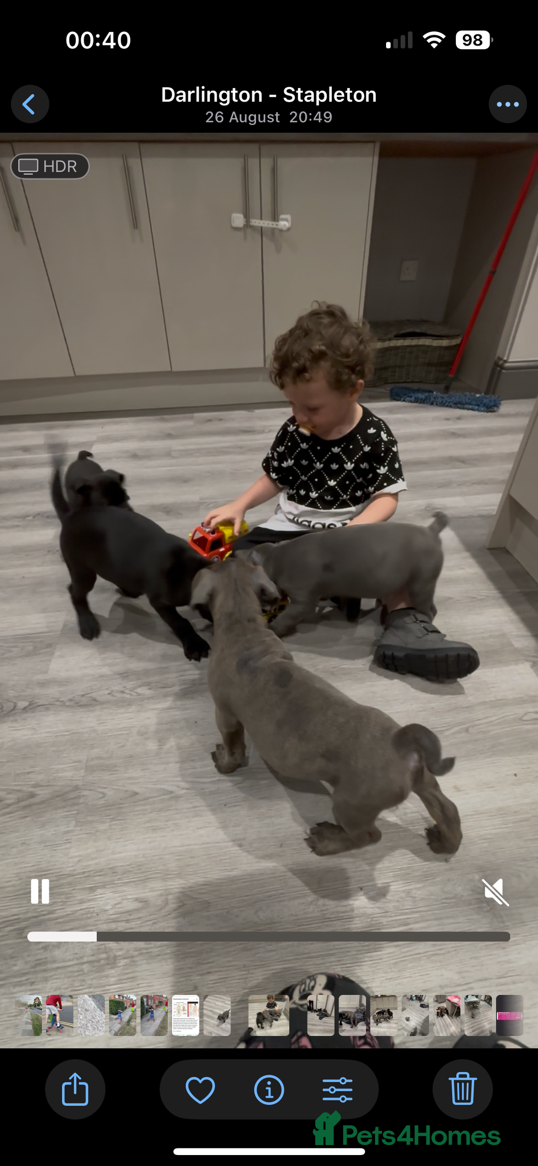 Mixed Breed dogs for sale: cano corso cross british bulldog  - Image 8
