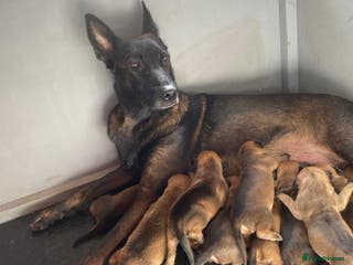 Mixed Breed dogs Mali cross - Advert 20