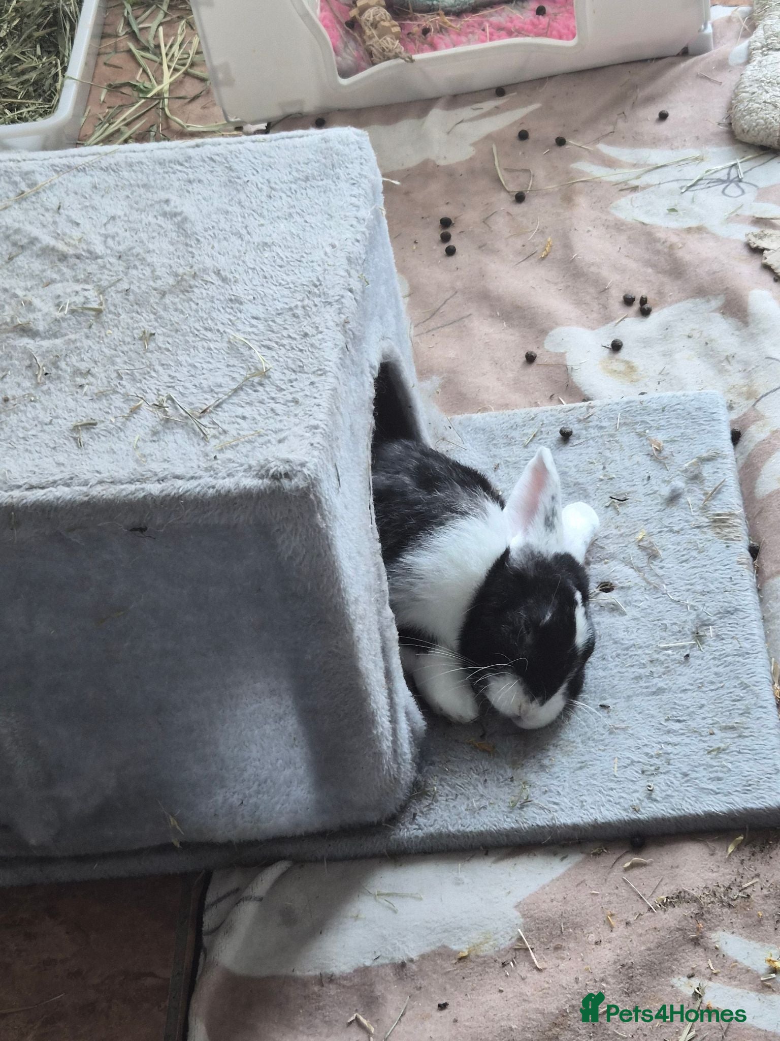 Netherland Dwarf rabbits Female Mini Lop - Advert 10