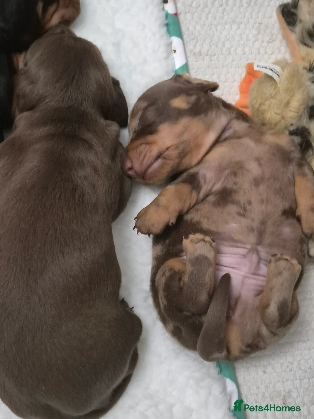 Miniature Dachshund dogs for sale: Miniature Dachshund puppies  in Wigton - Advert 5