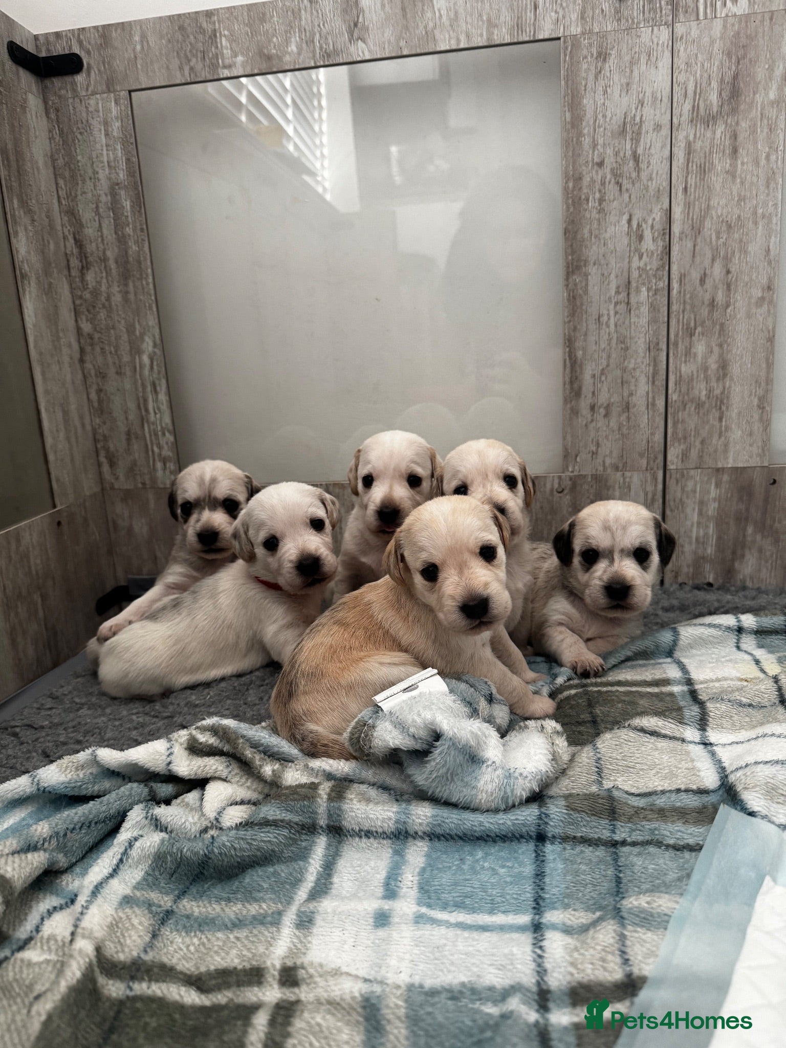 Mixed Breed dogs Cocker spaniel X West highland terrier  - Advert 16