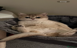 British Shorthair cats for sale: Beautiful Cat Looking for a New Home  - Image 3