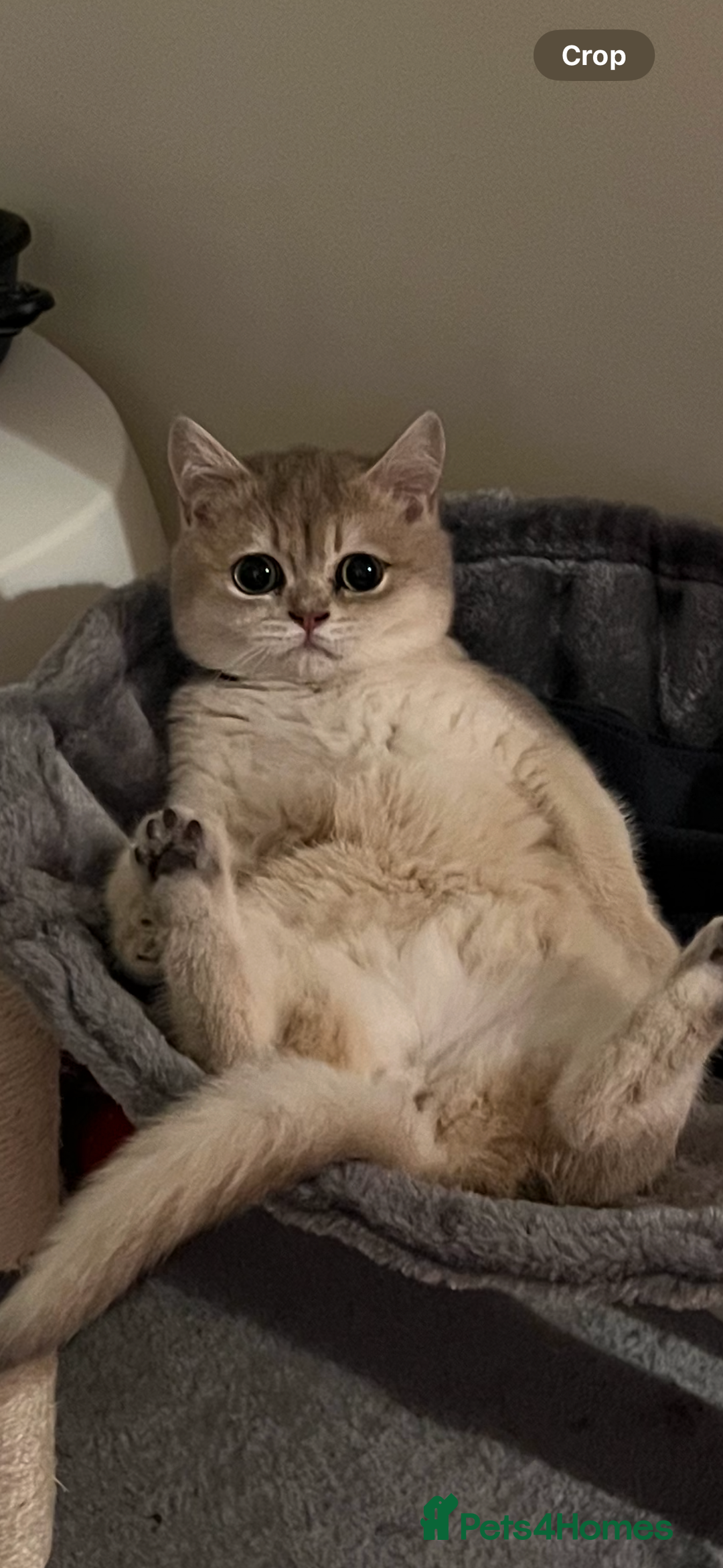 British Shorthair cats for sale: Beautiful Cat Looking for a New Home  - Image 3