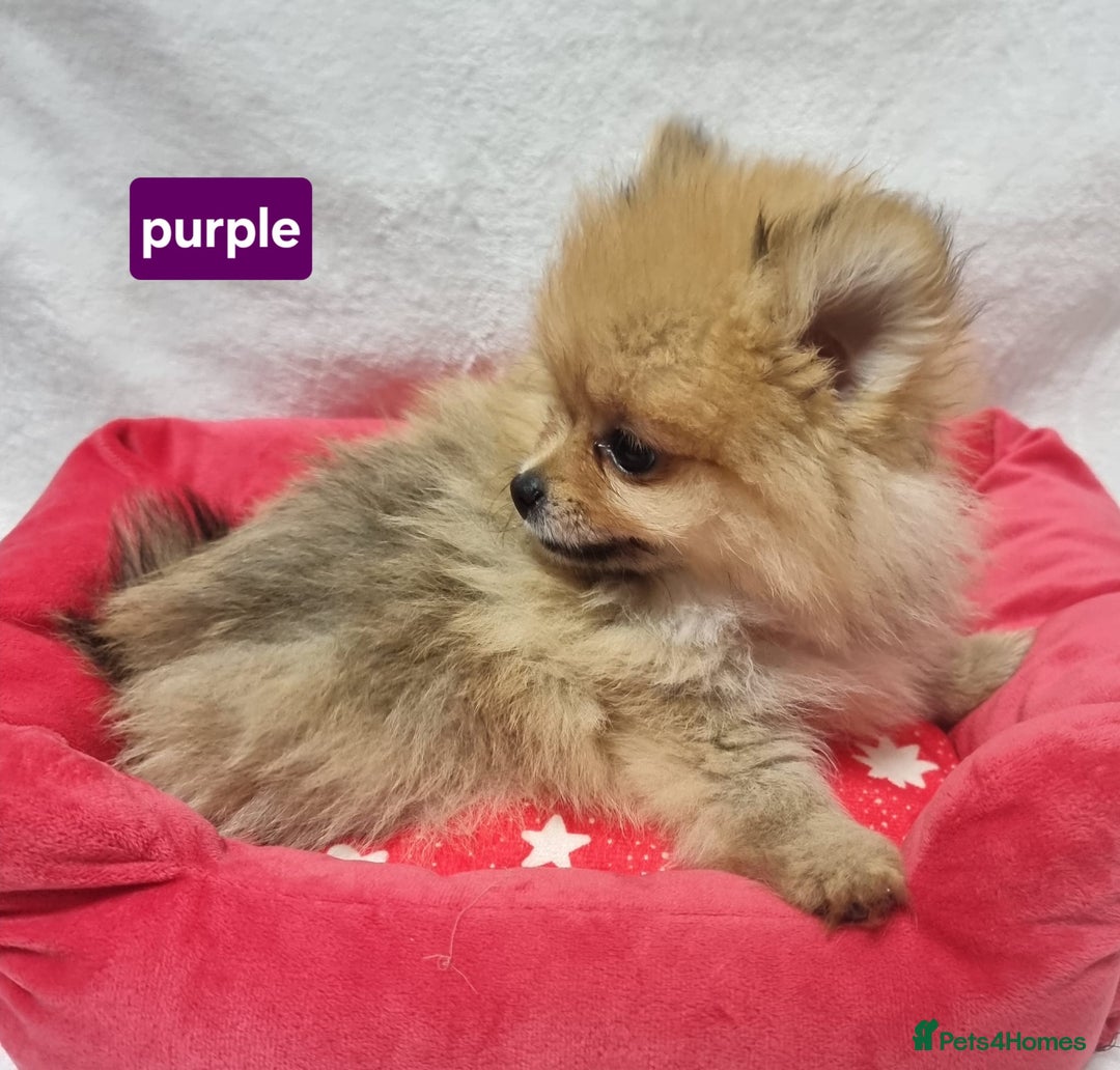 Pomeranian dogs for sale: Pomeranian Puppy 5   (RED)  - Pomeranian  - Image 19