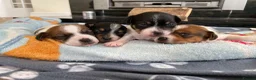 Jack Russell dogs for sale: Beautiful Jack Russell Terrier Puppies Available in Munlochy - Advert 3