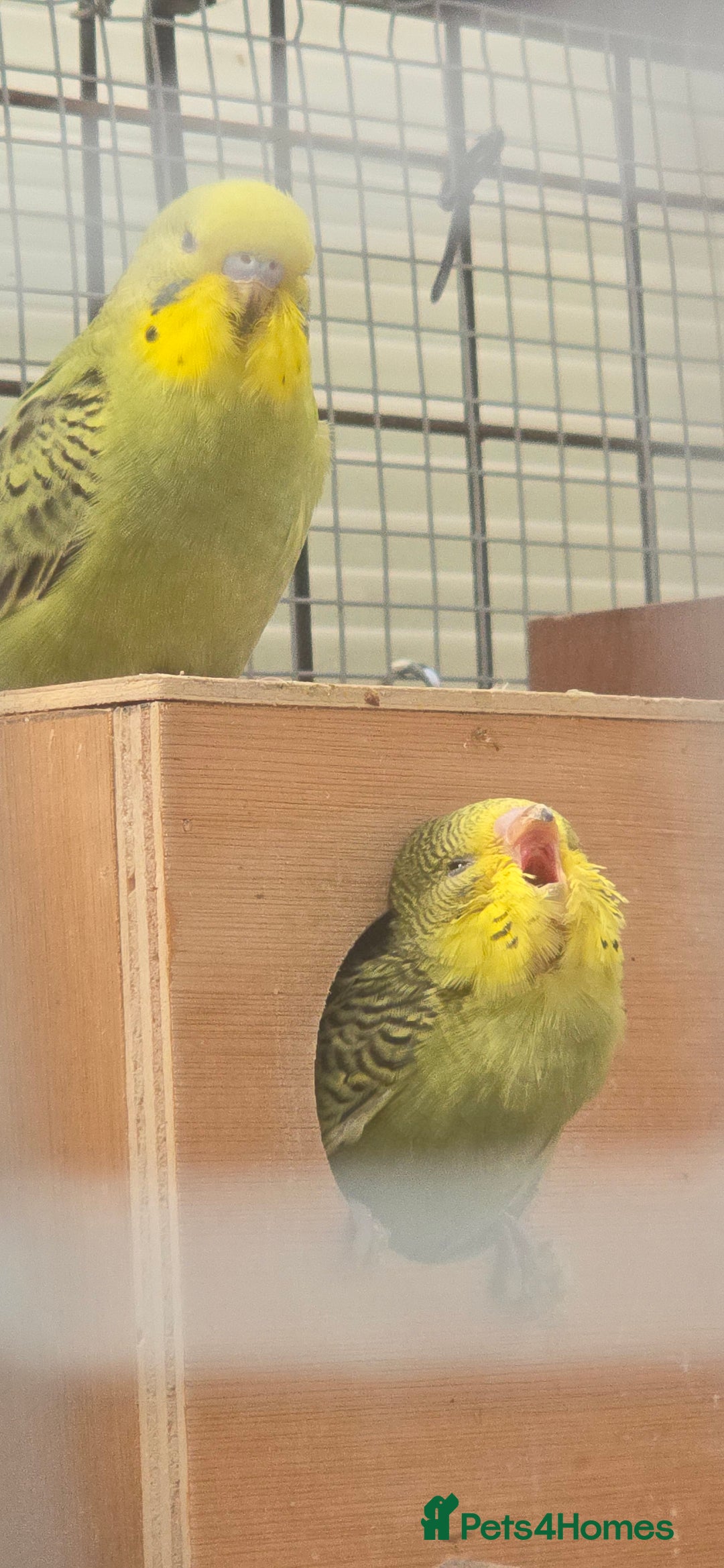 Lovebirds birds for sale: Love bird and breeding pairs of Budgies  - Advert 2