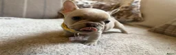 French Bulldog dogs for sale: French bulldog puppies - Advert 12