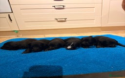 Mixed Breed dogs for sale: F1 Whippet x Bedlington terrier  - Image 9