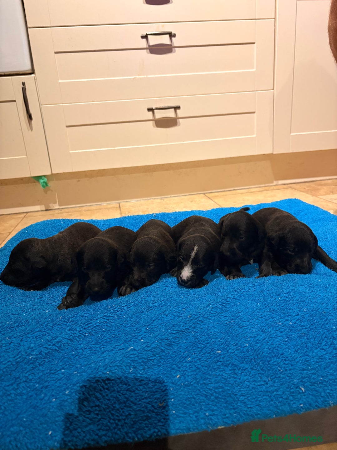 Mixed Breed dogs for sale: F1 Whippet x Bedlington terrier  - Image 9