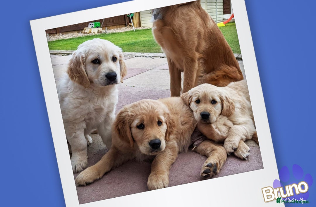 Golden Retriever dogs for stud: KCReg Well Proven Golden Stud, Health & DNA Tested in Wilmslow - Image 6