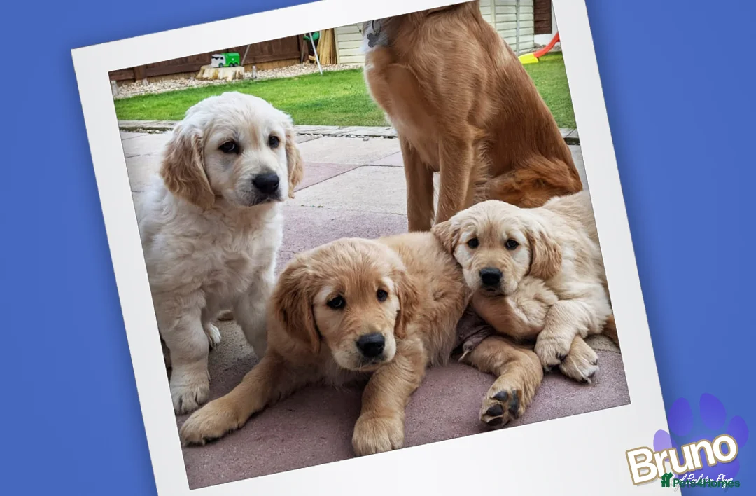 Golden Retriever dogs for stud: KCReg Well Proven Golden Stud, Health & DNA Tested in Wilmslow - Advert 6