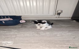 Mixed Breed cats for sale: 2 male kittens  - Image 3