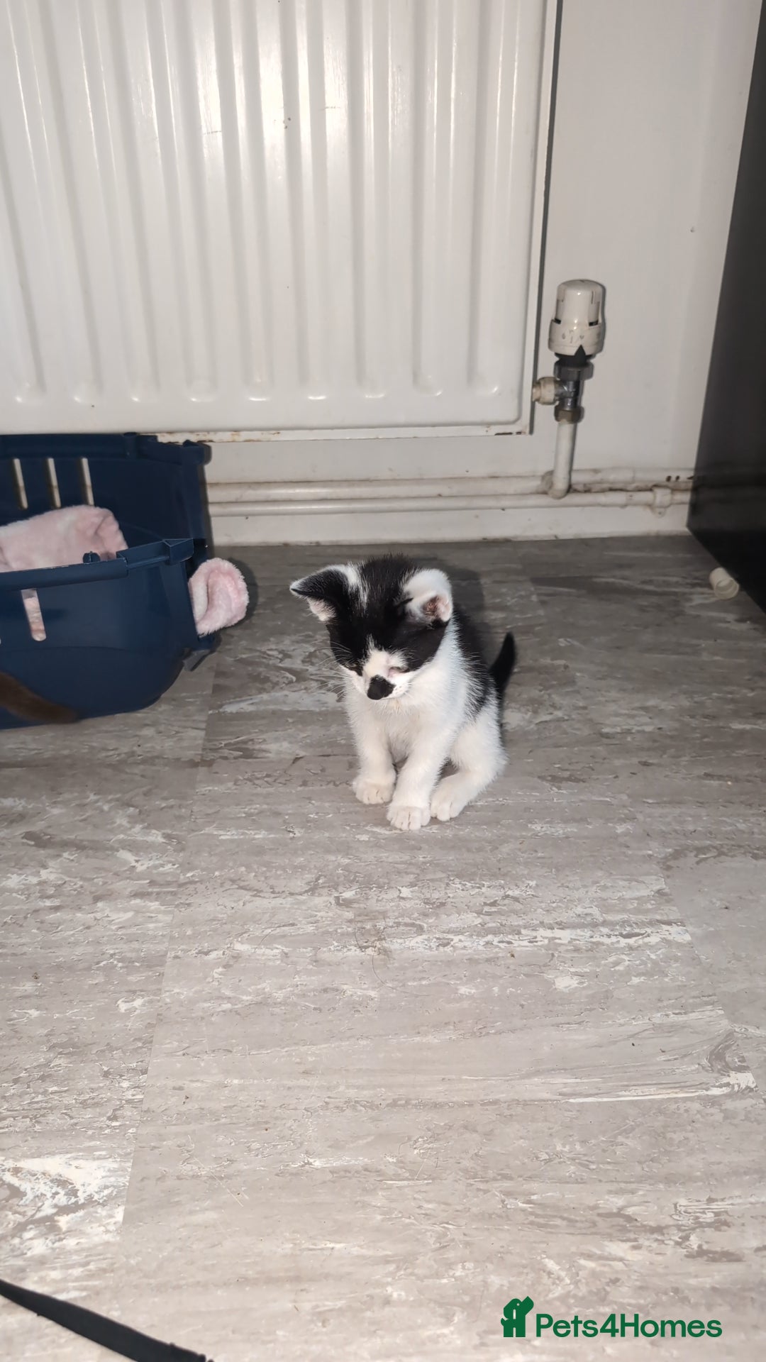 Mixed Breed cats for sale: 2 male kittens  - Image 3