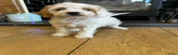 Cockapoo dogs for sale: F1b stunning cockapoos  - Advert 9