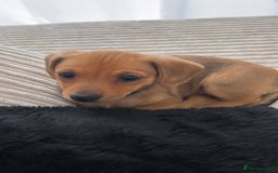 Mixed Breed dogs for sale: Mini Dachshund x Pomeranian girl - Image 6