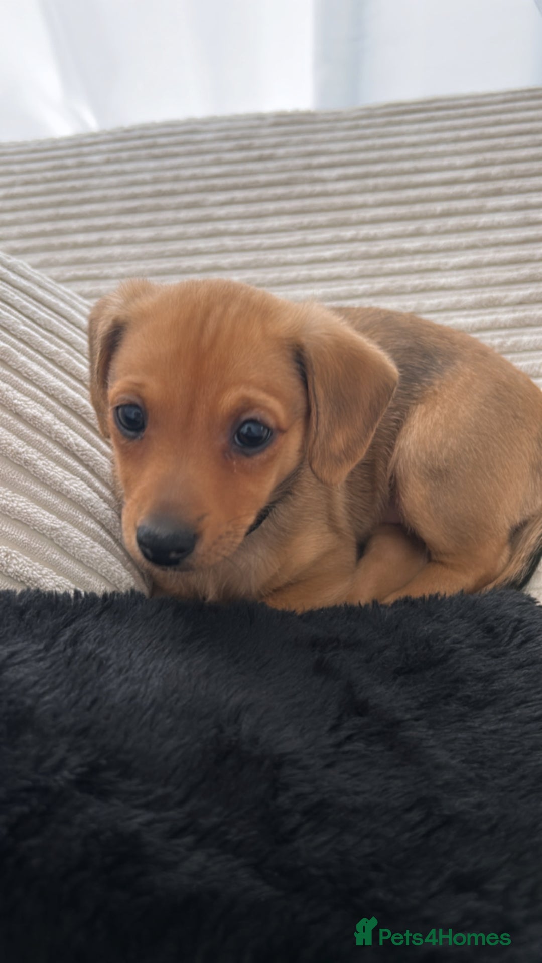 Mixed Breed dogs for sale: Mini Dachshund x Pomeranian girl - Image 6