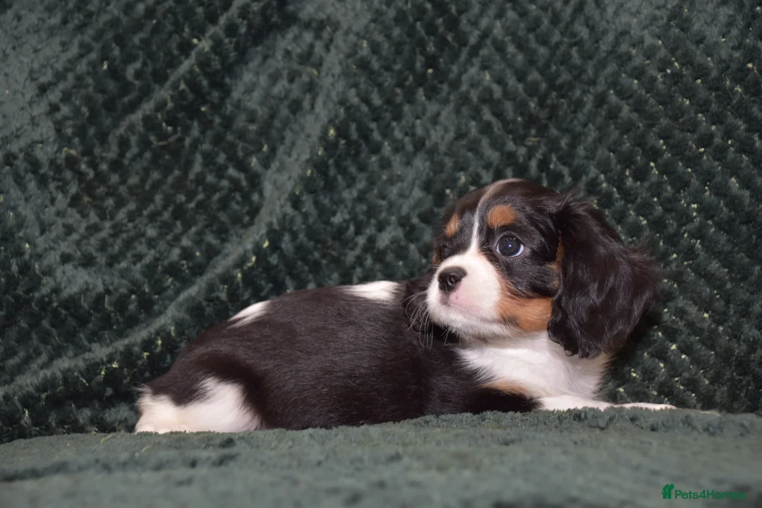 Cavalier King Charles Spaniel dogs for sale: Two Cavalier King Charles Spaniel Females - Advert 14