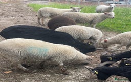 Sheep livestock for sale: CROSSBRED LAMBS   - Image 3