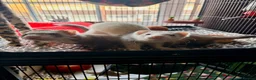 Ferret rodents for sale: Two female ferrets and whole set up.  - Advert 1