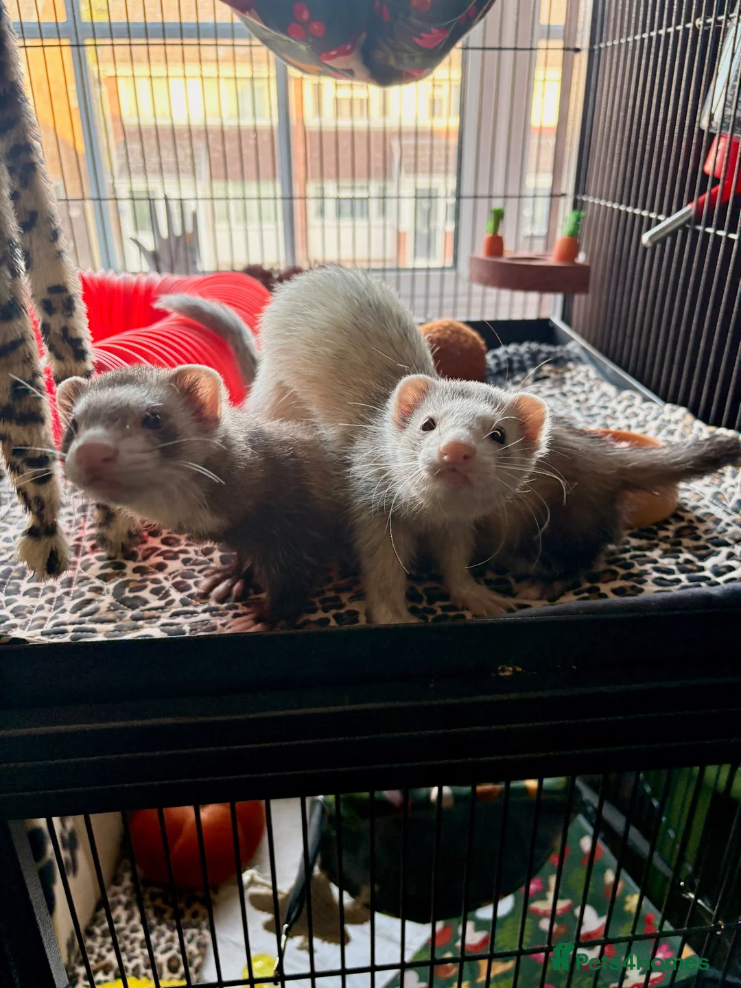 Ferret rodents for sale: Two female ferrets and whole set up.  - Advert 1