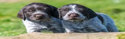 German Wirehaired Pointer dogs for sale: HEALTH CHECKED + 1ST VACC GIVEN. KC REG GWP PUPS - Advert 15