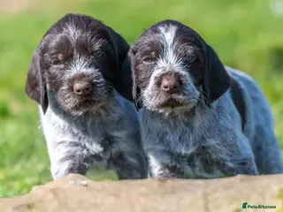 German Wirehaired Pointer dogs BEAUTIFUL CHUNKY KC REG GWP PUPS - Advert 2