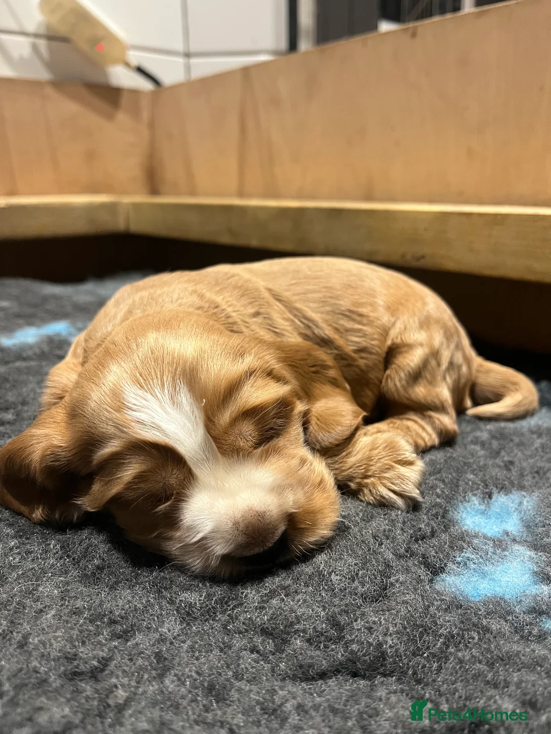 Cocker Spaniel dogs for sale: KC Show Cocker Spaniel  - Advert 8